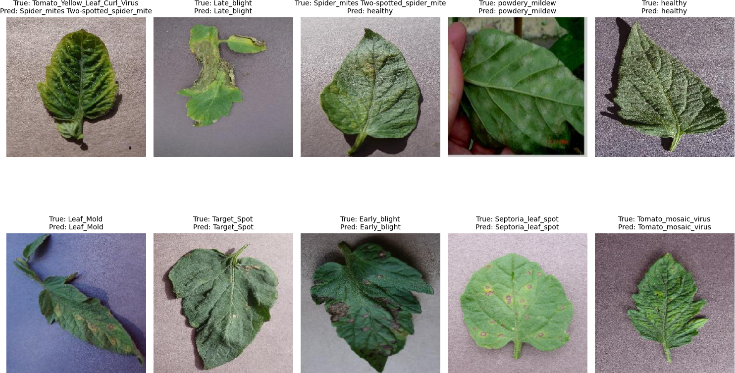 fig8.jpg
