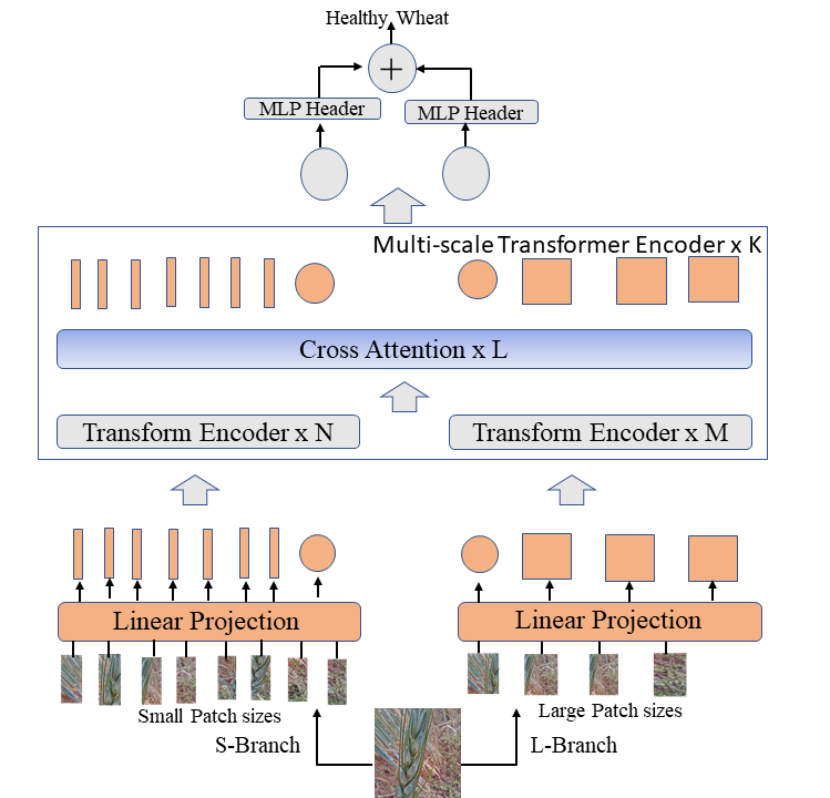 Attention-Guided Wheat Disease Recognition Network through Multi-Scale Feature Optimization